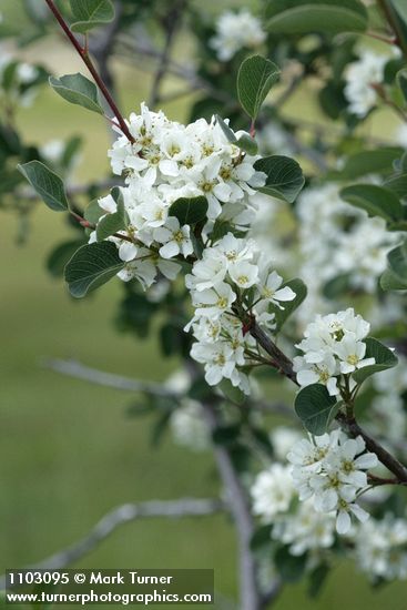Amelanchier utahensis