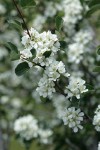 Utah Serviceberry blossoms & foliage