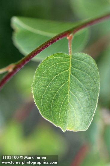 Amelanchier utahensis