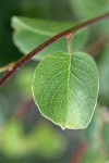 Utah Serviceberry leaf & twig detail