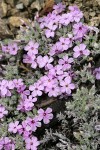 Clustered Phlox
