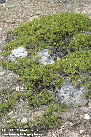 Arctostaphylos nevadensis