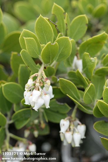 Arctostaphylos nevadensis