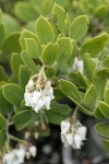 Pinemat Manzanita blossoms & foliage