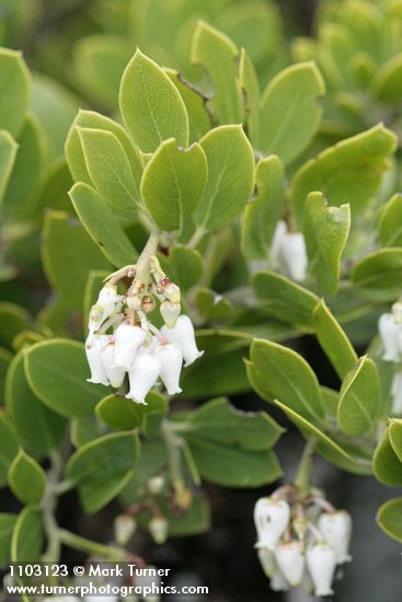 Arctostaphylos nevadensis