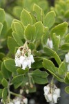 Pinemat Manzanita blossoms & foliage