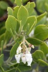 Pinemat Manzanita blossoms & foliage