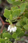 Pinemat Manzanita blossoms & foliage