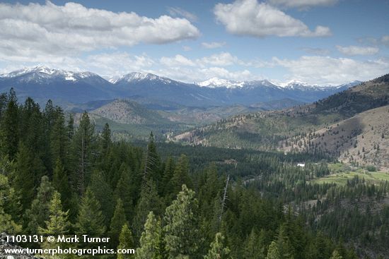 Pinus jeffreyi; Calocedrus decurrens