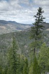 View to Scott Valley, Klamath Ranges w/ Jeffrey Pine & Incense Cedar forest on serpentine