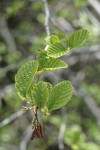 White Alder foliage & catkins