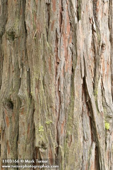 Calocedrus decurrens