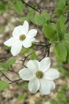 Pacific Dogwood blossoms & foliage