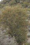 Curl-leaf Mountain-mahogany