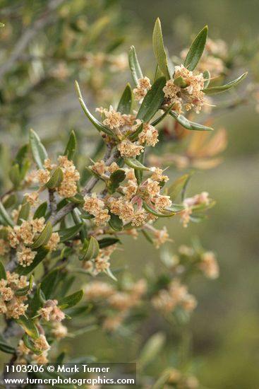 Cercocarpus ledifolius (var. intermontanus)