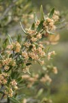 Curl-leaf Mountain-mahogany blossoms & foliage