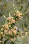 Curl-leaf Mountain-mahogany blossoms & foliage
