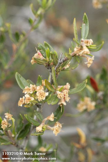 Cercocarpus ledifolius (var. intermontanus)
