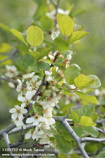 Prunus subcordata