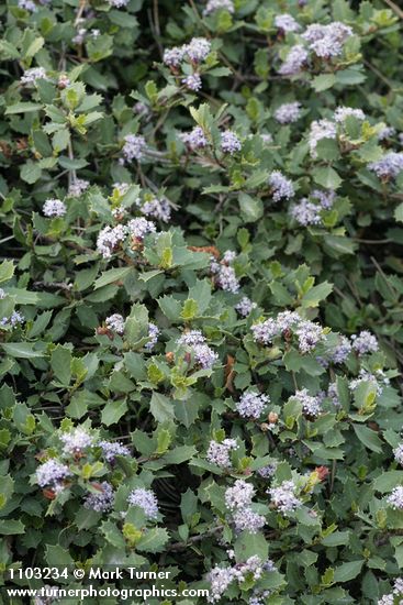 Ceanothus prostratus
