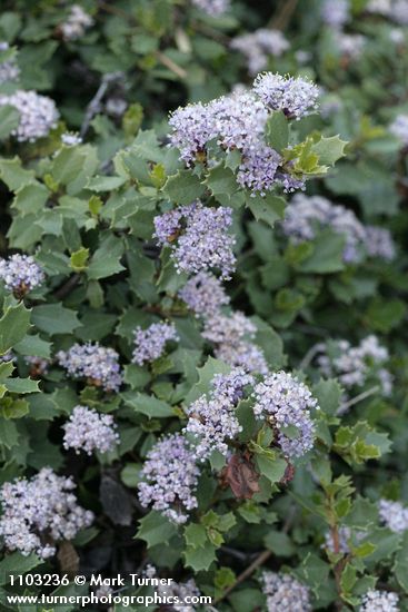 Ceanothus prostratus