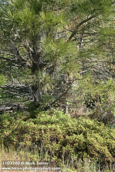 Chamaebatia foliolosa; Pinus ponderosa