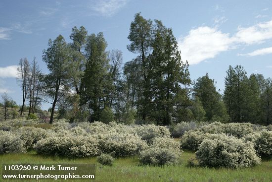 Ceanothus cuneatus; Pinus sabiniana