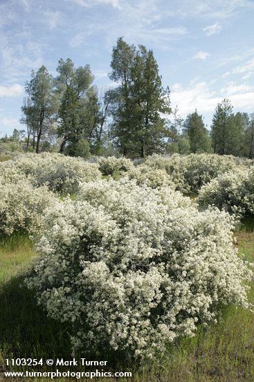 Ceanothus cuneatus; Pinus sabiniana