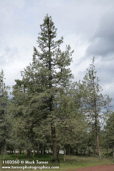 Cupressus bakeri (Hesperocyparis bakeri)