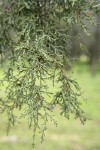 Modoc Cypress (Baker's Cypress) foliage