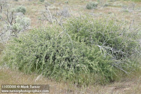 Peraphyllum ramosissimum