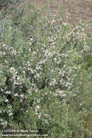 Peraphyllum ramosissimum