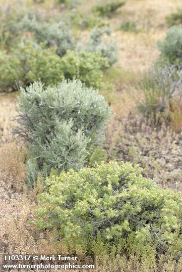 Picrothamnus desertorum (Artemisia spinescens)