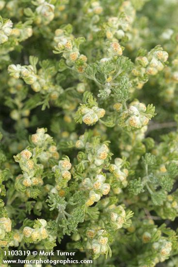 Picrothamnus desertorum (Artemisia spinescens)
