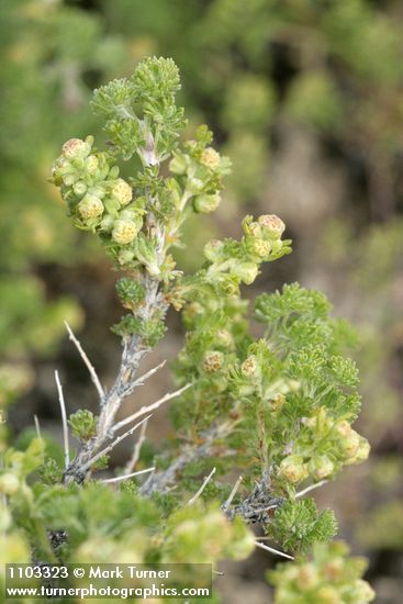 Picrothamnus desertorum (Artemisia spinescens)