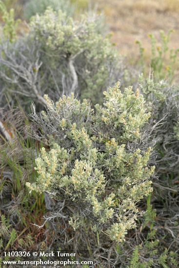 Glossopetalon spinescens