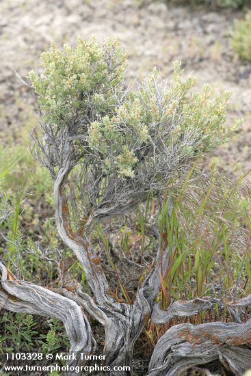 Glossopetalon spinescens