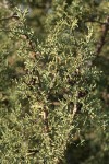 California Juniper foliage
