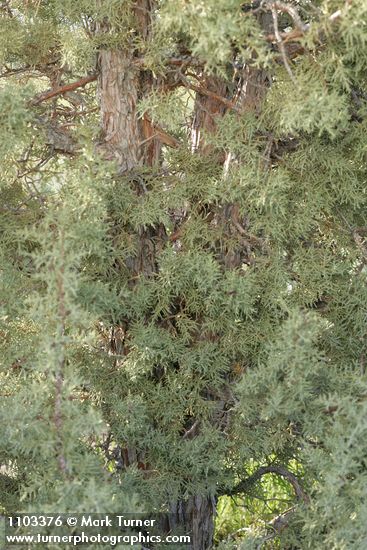Juniperus californica