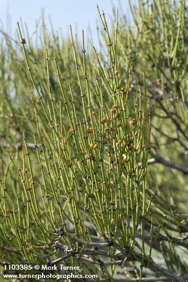 Ephedra viridis