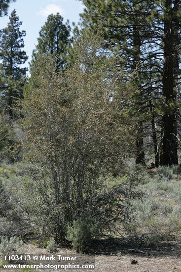 Cercocarpus ledifolius (var. intermontanus)