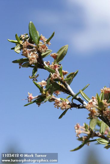 Cercocarpus ledifolius (var. intermontanus)