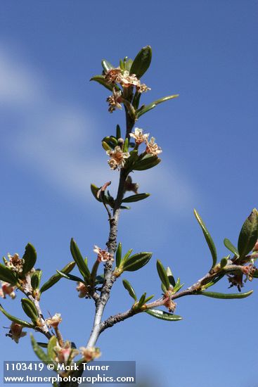 Cercocarpus ledifolius (var. intermontanus)
