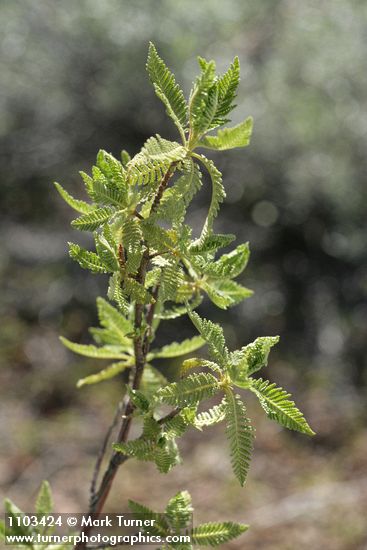 Chamaebatiaria millefolium