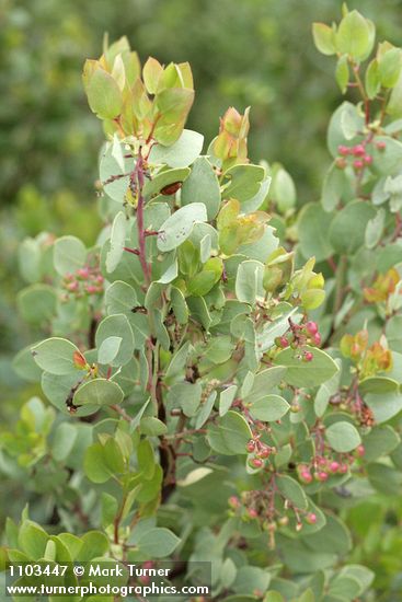 Arctostaphylos mewukka