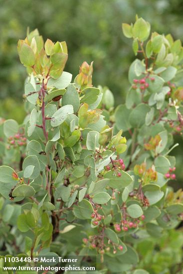 Arctostaphylos mewukka