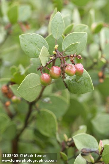 Arctostaphylos patula