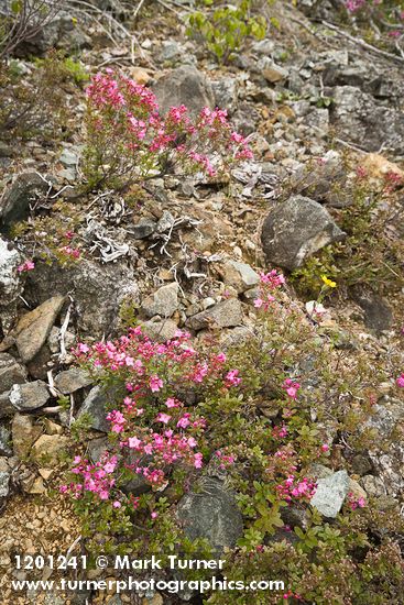 Kalmiopsis leachiana
