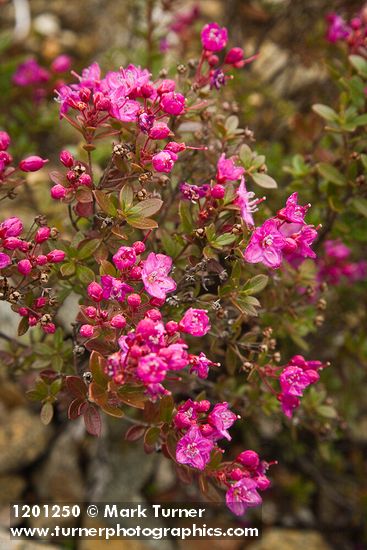 Kalmiopsis leachiana