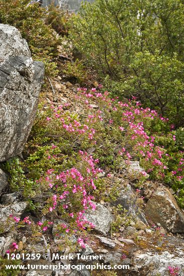 Kalmiopsis leachiana